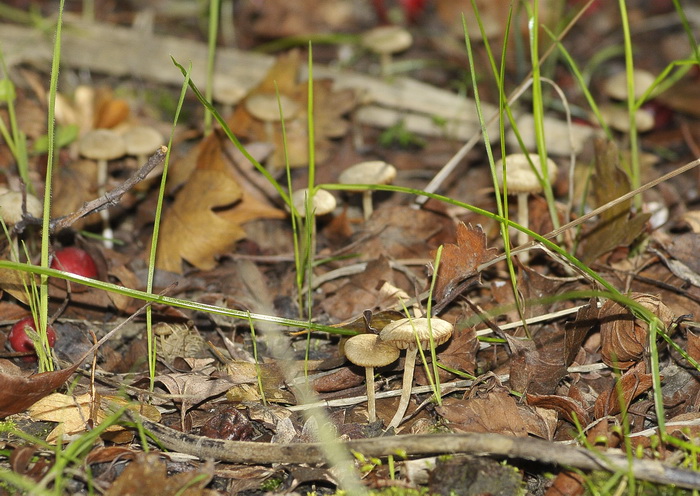 Tubaria dispersa